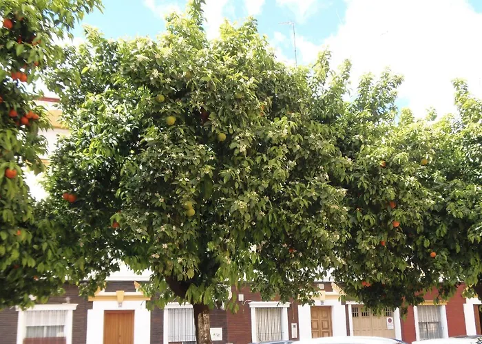 Hotel cerca del colegio: Apartamento en Triana